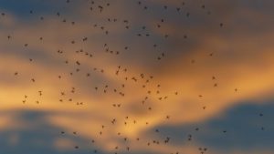 mosquitoes