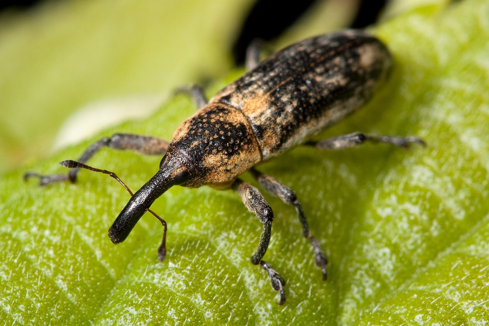 Tips for Pest Control for Homeowners with Properties for Sale