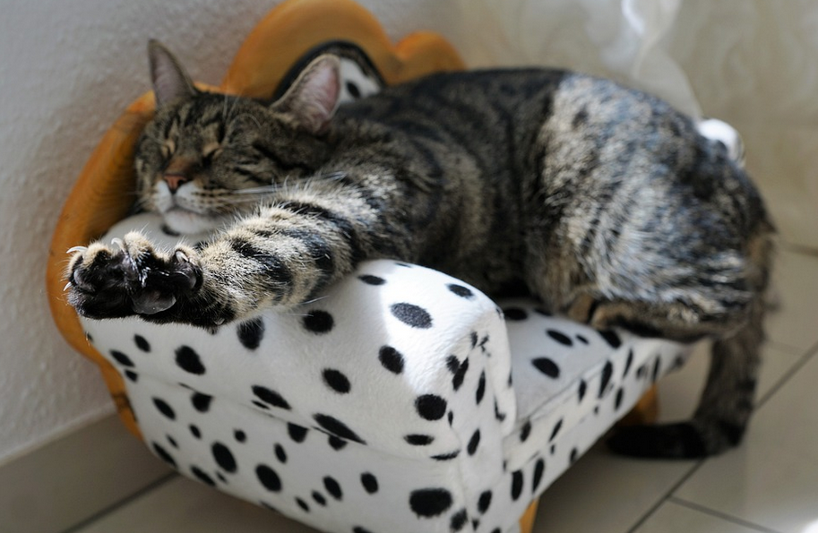 Finding the Perfect Pet-Friendly Apartment